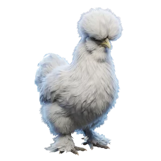 Silkie · White