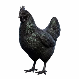 Ayam Cemani · Black